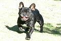 �t�����`�u���h�b�O���I�����C���V���b�v FRENCHBULL.jp