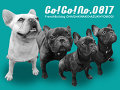 Go!Go!No.0817