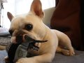 �u���^�R���L