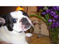 French Bulldog�@Olive's Blog