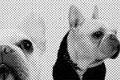 DOG PHOTO �wfrench-off�x